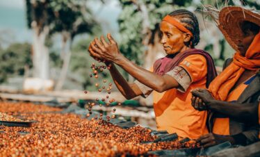 11-Day Coffee Tour From Limu – Bebeka – Tepi – Sidamo