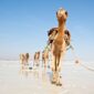 lake asale camels ethiopia adventure tours 85x85